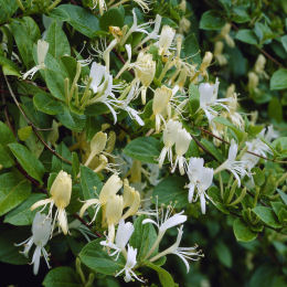 Chèvrefeuille grimpant 'Halliana' / Lonicera japonica Halliana